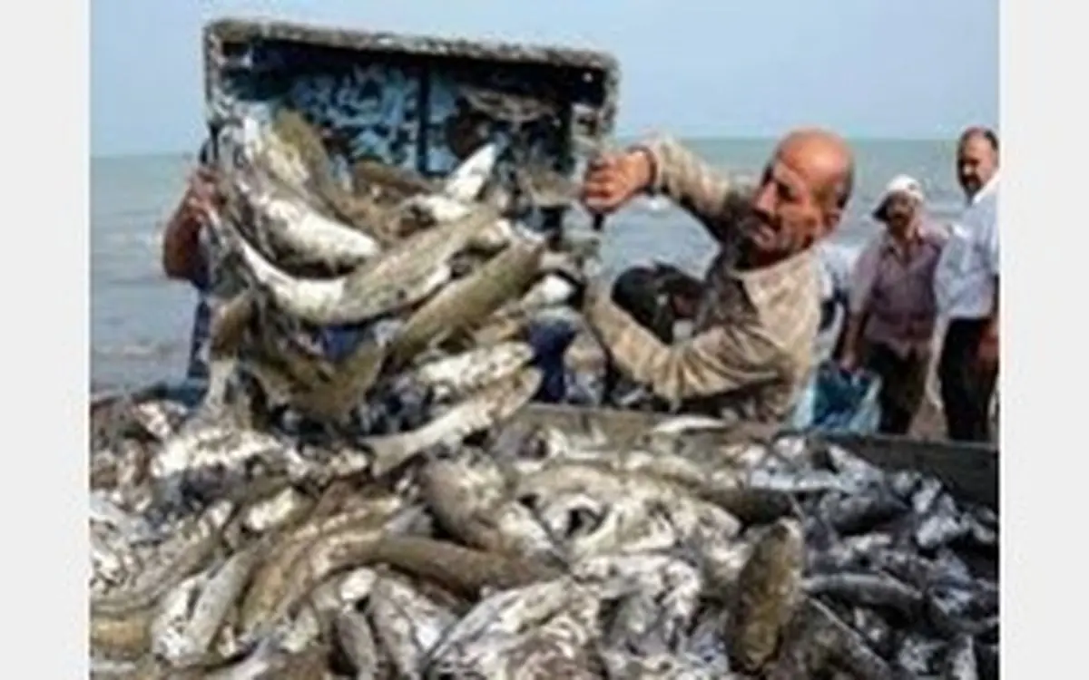 در یک پره کشی 40 تنی ماهی صید شد