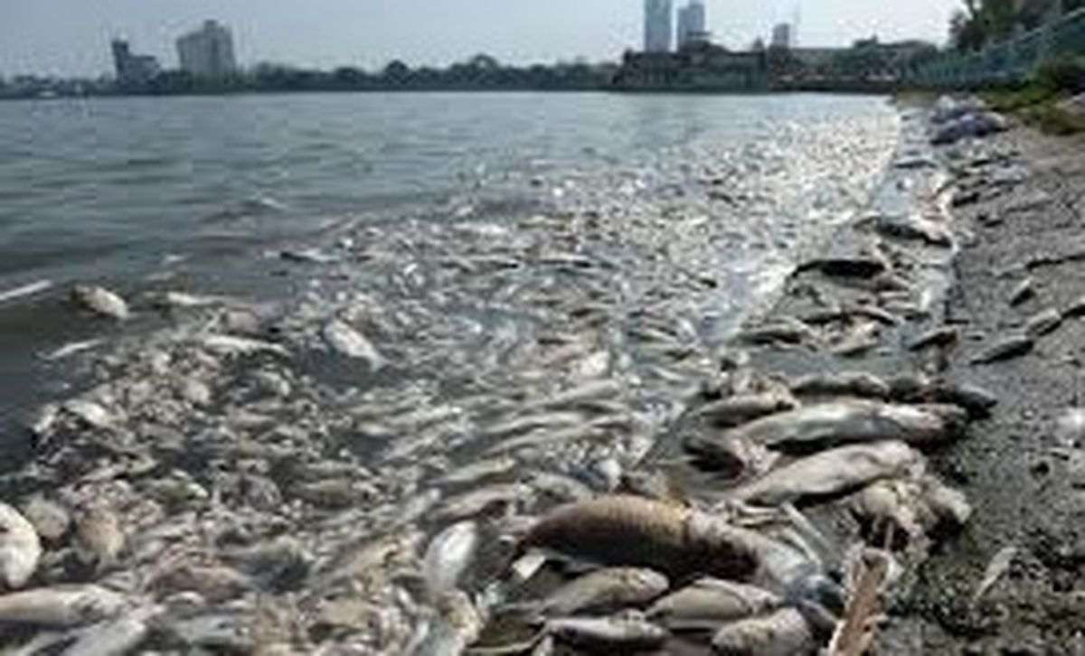 مرگ دسته‌جمعی هزاران ماهی به خاطر گرم شدن آب رودخانه