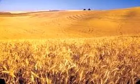 کم‌آبی؛ چالش بزرگ استان قم در حوزه کشاورزی