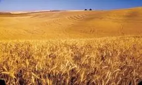 کم‌آبی؛ چالش بزرگ استان قم در حوزه کشاورزی