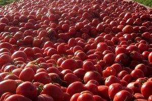 صادرات گوجه فرنگی آغاز شد