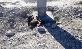 برق‌گرفتگی، پرندگان شکاری کم‌یاب را در بندرعباس کُشت