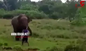 فیل خشمگین مردی را زیر پاهایش کشت