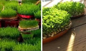 آموزش کاشت سبزه ماش برای عید نوروز