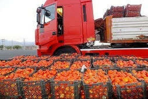 پبش بینی صادرات 700 تن گوجه از میرجاوه به کشورهای حوزه خلیج فارس و روسیه