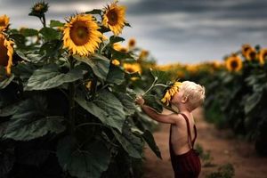 عکس روز نشنال جئوگرافیک: پسربچه درحال بوییدن گل آفتابگردان