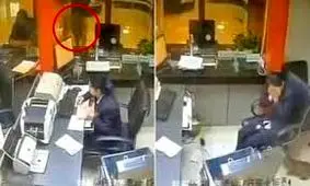 سقوط یک گربه ولگرد بانک را به هم ریخت! +فیلم