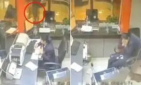 سقوط یک گربه ولگرد بانک را به هم ریخت! +فیلم