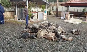 بخشی از محموله گوشتی هواپیمای باری سانحه دیده ارتش