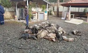 بخشی از محموله گوشتی هواپیمای باری سانحه دیده ارتش