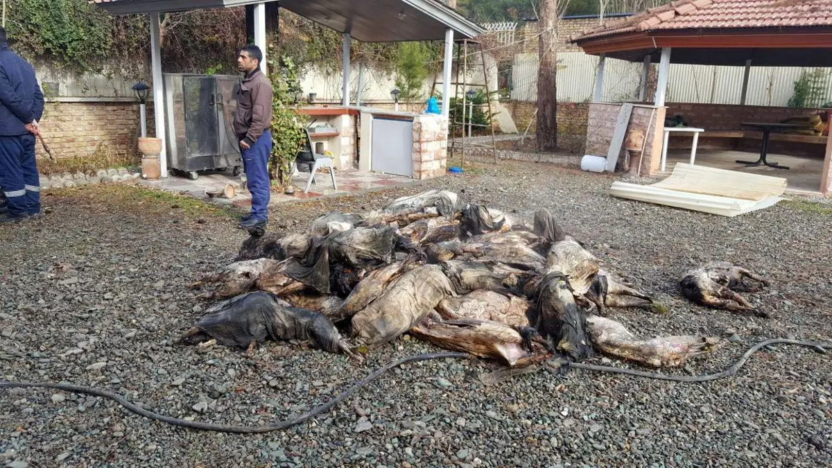 بخشی از محموله گوشتی هواپیمای باری سانحه دیده ارتش