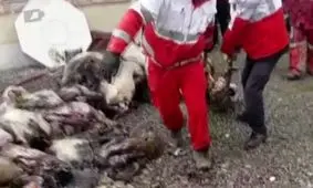 خروج لاشه‌های گوسفند از هواپیمای بوئینگ 707