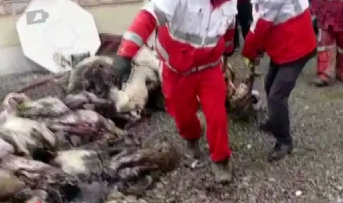 خروج لاشه‌های گوسفند از هواپیمای بوئینگ 707