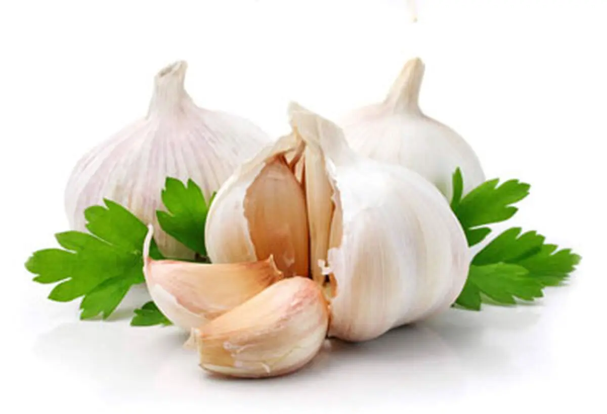 شگفت انگیز ترین گیاه دارویی زمین !