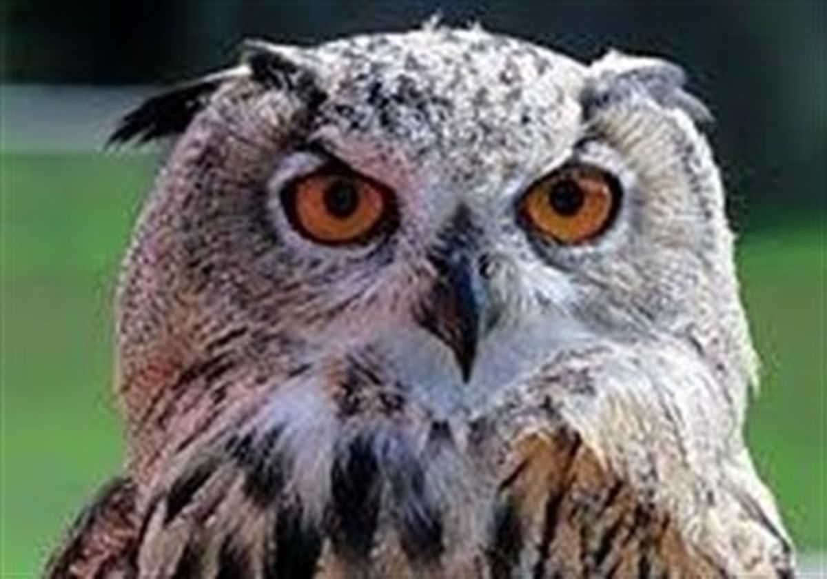 بزرگترین گونه جغد عقابی ایران از مرگ نجات یافت