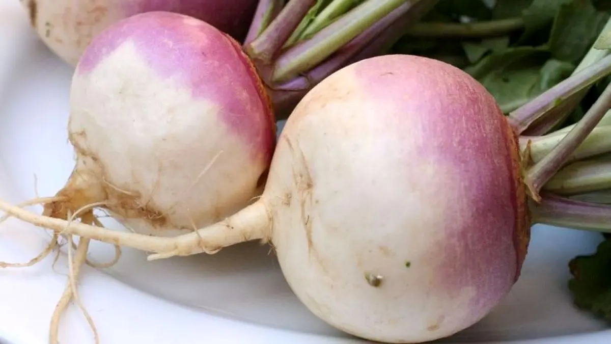 شلغم داروخانه‌ای مفید