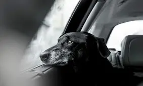 سگ‌ها: برترین عکس‌های فستیوال 2018 کِنِل +تصاویر دیدنی