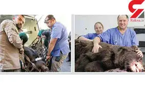 کشیدن دندان خرس قهوه ای + عکس