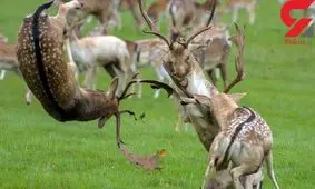 جدال گوزن ها در انگلستان + تصاویر