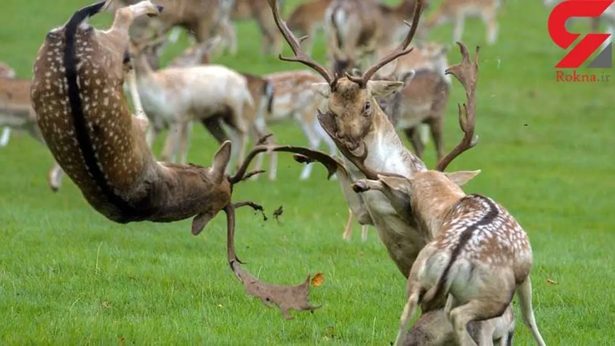 جدال گوزن ها در انگلستان + تصاویر