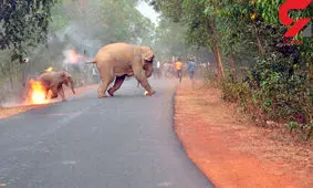 عکس هایی که برنده جایزه عکاسی حیات وحش آسیا شد