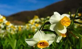 من ابوی گل نرگس در ایران هستم...