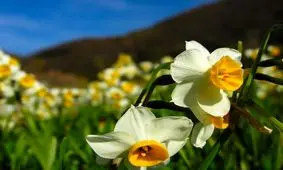 من ابوی گل نرگس در ایران هستم...