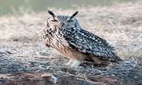 نجات بزرگ‌ترین گونه جغد عقابی ‌ایران از مرگ