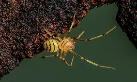 تصاویر دیدنی از عنکبوت های عجیب و غریب دنیا