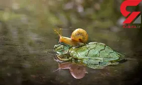 عکسی جالب از سواری گرفتن حلزون از لاک پشت!