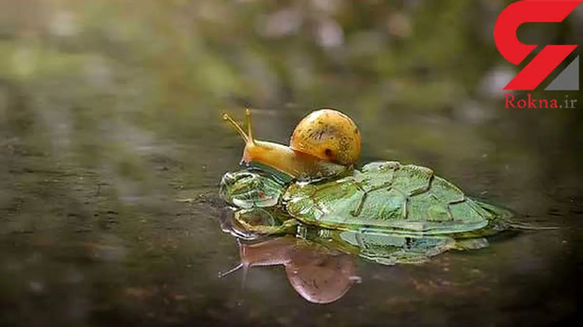 عکسی جالب از سواری گرفتن حلزون از لاک پشت!