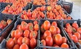 کشف ۶ تن گوجه فرنگی قاچاق توسط مرزبانان هنگ مرزی سردشت