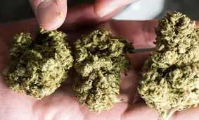 چند درصد از دانشجویان کشور «گل» می‌کشند؟