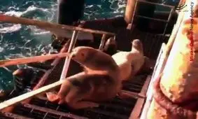 سکوی نفتی ایران با میهمانان ناخوانده!