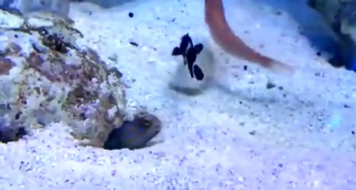 لج و لجبازی در اعماق دریا