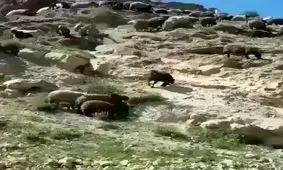 تست تصادف الاغ و پراید