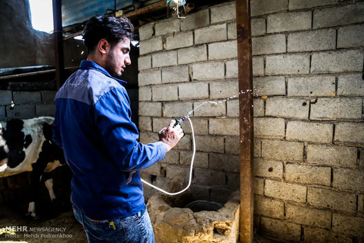 واکسیناسیون ۴۹ هزار رأس دام سنگین علیه تب برفکی در قزوین