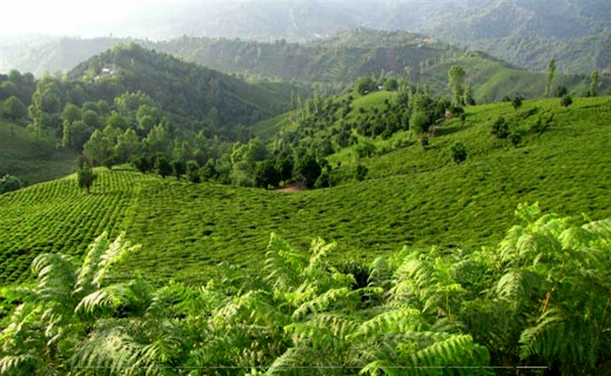 طبیعت جذاب و آرام‌بخش در «تابستان‌نشین»/ فیلم