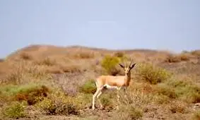 آهوی نگون‌بخت زنده زنده خورده شد! + ویدئو