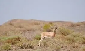 آهوی نگون‌بخت زنده زنده خورده شد! + ویدئو