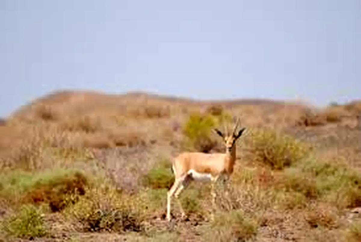 آهوی نگون‌بخت زنده زنده خورده شد! + ویدئو