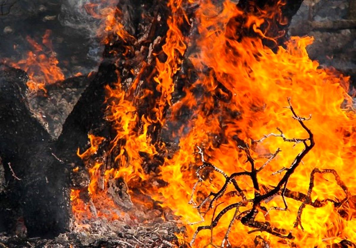آتش‌سوزی در جنگل‌های گیلان; ۱۰ هکتار در آتش سوخت