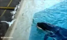 شکار پرنده توسط نهنگ قاتل + فیلم