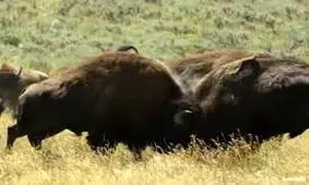 نبرد بوفالو‌ها برای تصاحب گله + ویدئو