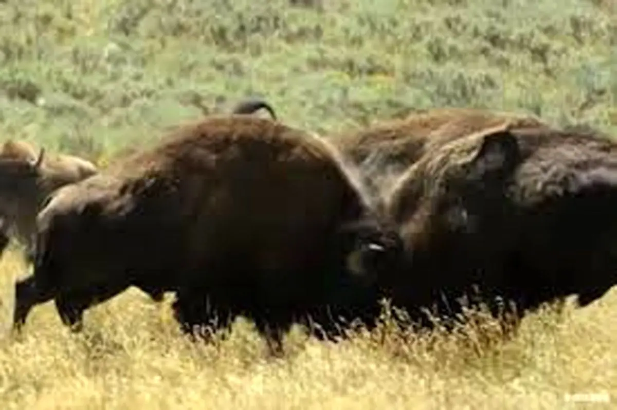 نبرد بوفالو‌ها برای تصاحب گله + ویدئو