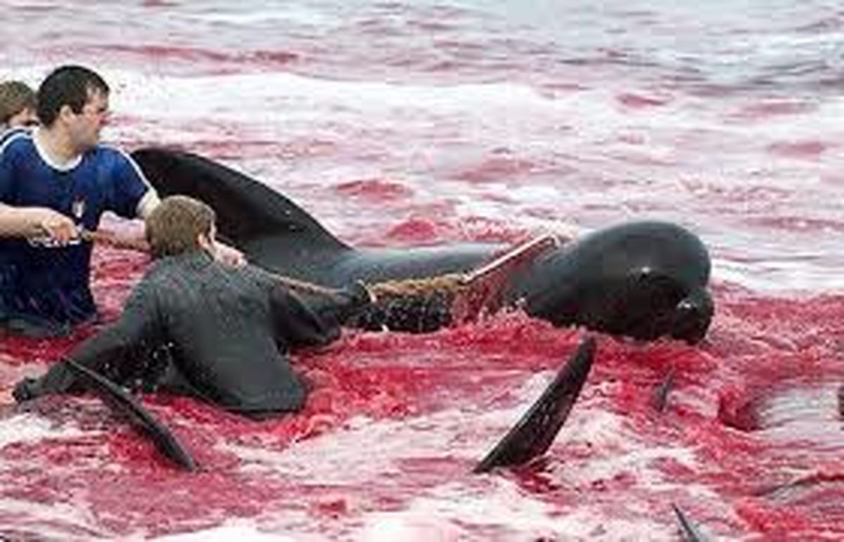 سنت وحشیانه قتل عام دلفین‌ها در دانمارک + فیلم