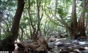 درختان آزاد کهنسال مازندران ثبت ملی شد