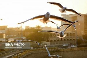پرندگان پل سفید اهواز+ عکس