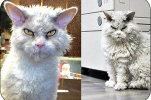﻿عصبانی ترین گربه دنیا