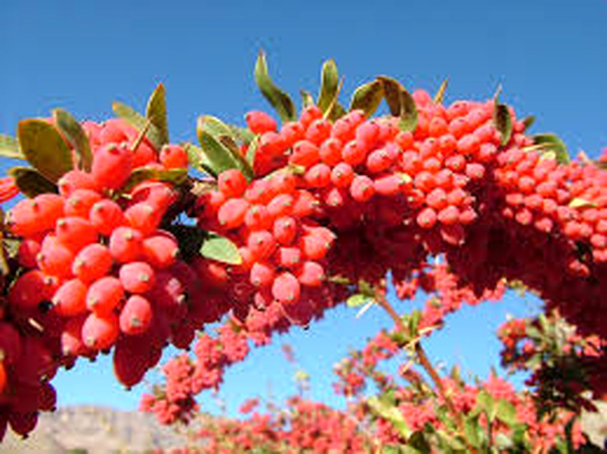 زرشک بخورید سرما نخورید